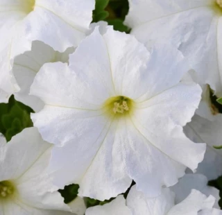 (п.ф.) Петуния Ло Райдер Вайт, 1000 драже (№9-4-196)