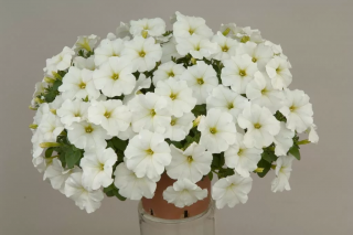 (п.ф.) Петуния Ло Райдер Вайт, 1000 драже (№9-4-196)