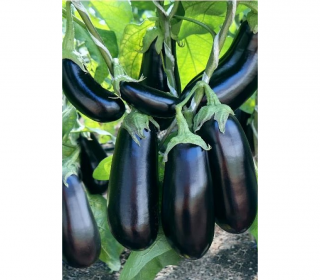 Баклажан Эпик F1,