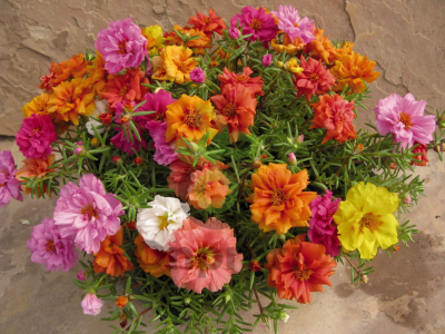 (п.ф.) Портулак Сандайл Ваентайн Микс F1,