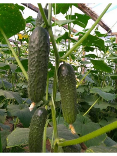 Огурец Бриз F1,