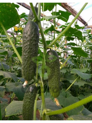 Огурец Бриз F1,