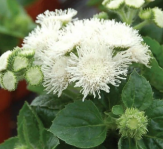 (п.ф.) Агератум Алоха Вайт,