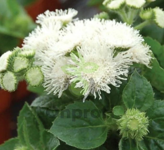 (п.ф.) Агератум Алоха Вайт,