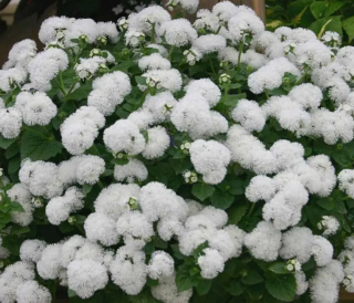 (п.ф.) Агератум Алоха Вайт,