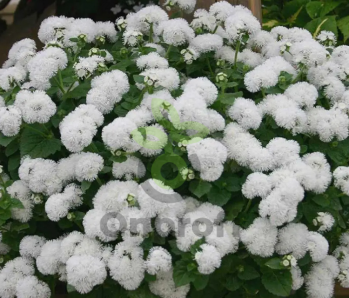 (п.ф.) Агератум Алоха Вайт,