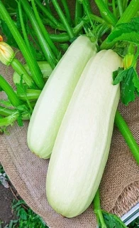 Кабачок Белоплодный Горный, 5гр (фасовка)