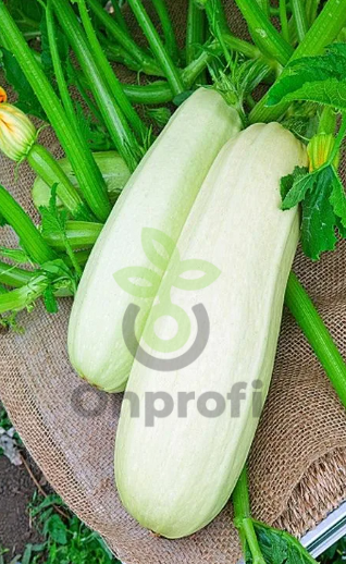 Кабачок Белоплодный Горный, 5гр (фасовка)