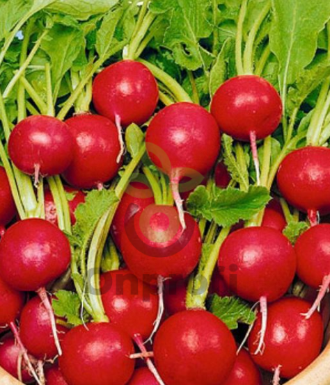 Редис Снегирек, 5гр (фасовка)