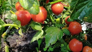 Томат Скороспелка розовая, 0,5гр (фасовка)