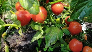 Томат Скороспелка розовая, 0,5гр (фасовка)