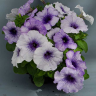 (п.ф.) Петуния Лимбо Джи Пи Блю Вейнед, 100 шт (№9-4-106) Поиск