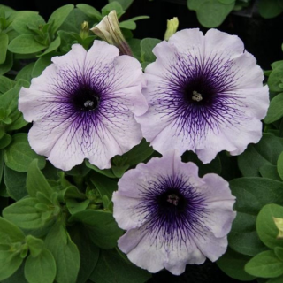 (п.ф.) Петуния Лимбо Джи Пи Блю Вейнед, 100 шт (№9-4-106) Поиск