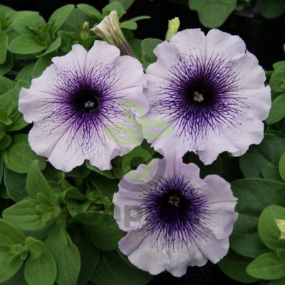 (п.ф.) Петуния Лимбо Джи Пи Блю Вейнед, 100 шт (№9-4-106) Поиск