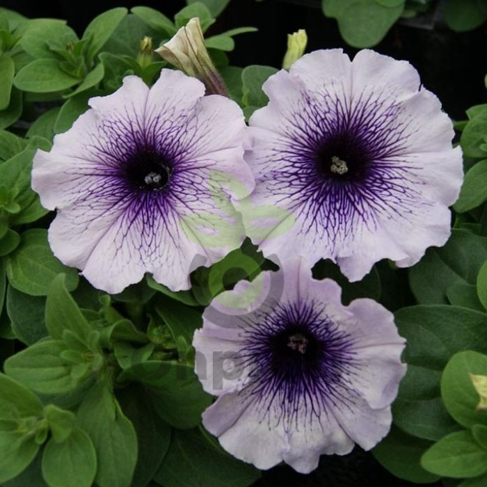 (п.ф.) Петуния Лимбо Джи Пи Блю Вейнед, 100 шт (№9-4-106) Поиск