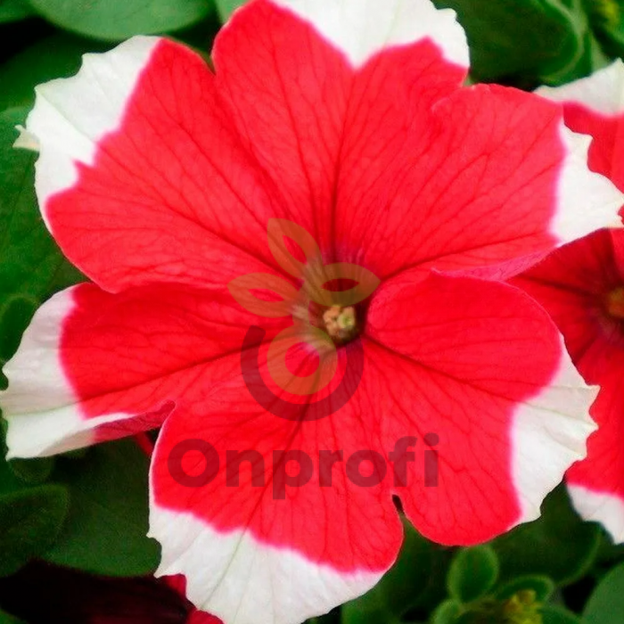 (п.ф.) Петуния Дримс Ред Пикоти,