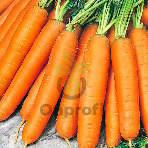 Морковь Берликум Роял, 0,5кг