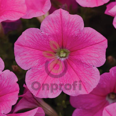 (п.ф.) Петуния E3 Изи Вейв Пинк Космо F1, 