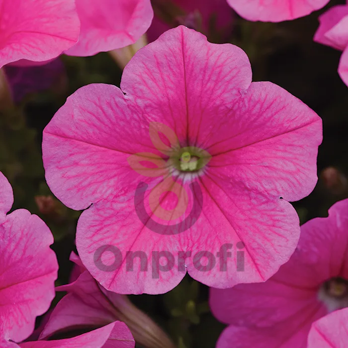 (п.ф.) Петуния E3 Изи Вейв Пинк Космо F1, 