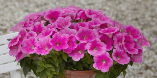 (п.ф.) Петуния E3 Изи Вейв Пинк Космо F1, 