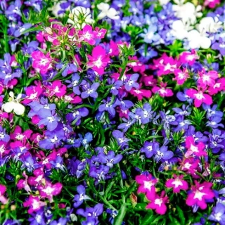 (п.ф.) Лобелия Ривьера Микс,