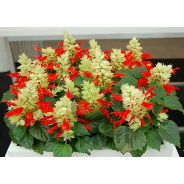 (п.ф.) Сальвия Редди Вайт, 100 шт (№10-32)