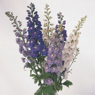 (п.ф.) Дельфиниум Гардиэн Микс F1,