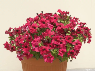 (п.ф.) Петуния Нивола Бургунди, 100 драже (№9-1-93)