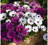 (п.ф.) Остеоспермум Акила Микс, 250 шт (№6-638)