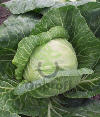 Капуста белокочанная Пандион F1,