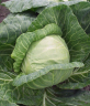 Капуста белокочанная Пандион F1,