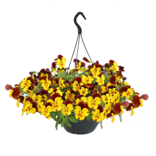 (п.ф.) Виола ампельная Хайфлайер F1 Еллоу Ред Винг,