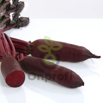 Свекла Родена,