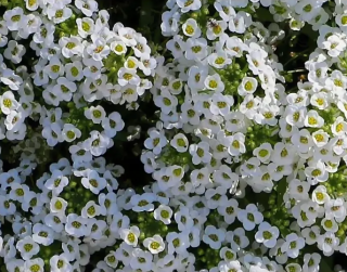 (п.ф.) Алиссум Вондерленд Вайт,