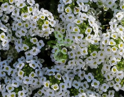 (п.ф.) Алиссум Вондерленд Вайт,