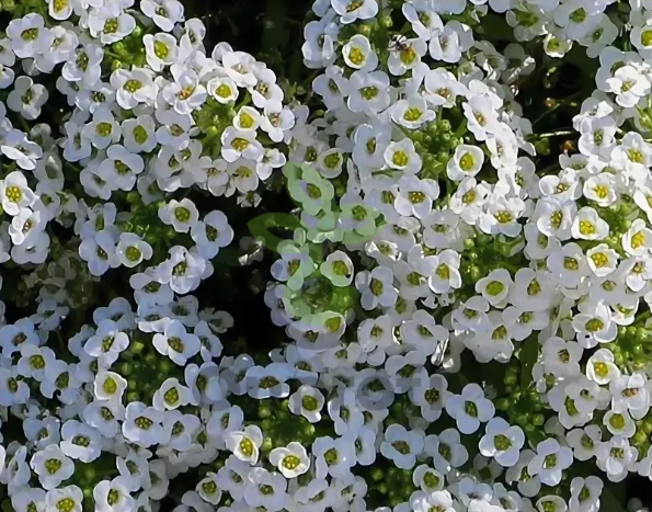 (п.ф.) Алиссум Вондерленд Вайт,