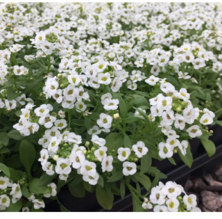 (п.ф.) Алиссум Вондерленд Вайт,