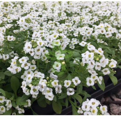 (п.ф.) Алиссум Вондерленд Вайт,