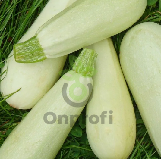 Кабачок Белоплодный Грибовские 37, 5гр (фасовка)