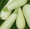 Кабачок Белоплодный Грибовские 37, 5гр (фасовка)