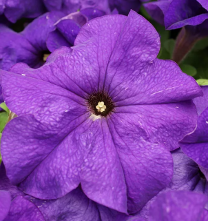 (п.ф.) Петуния Лимбо Джи Пи Мид Блю, 100 шт (№9-4-53) Поиск