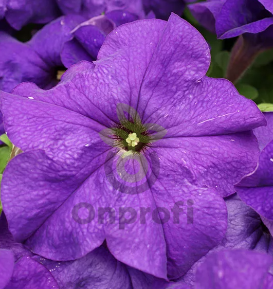 (п.ф.) Петуния Лимбо Джи Пи Мид Блю, 100 шт (№9-4-53) Поиск