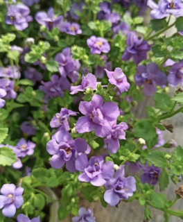 (п.ф.) Бакопа Фьюзеблс Утопия, 3 шт (фасовка)