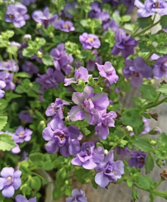 (п.ф.) Бакопа Фьюзеблс Утопия, 3 шт (фасовка)