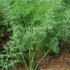 Укроп Гренадер