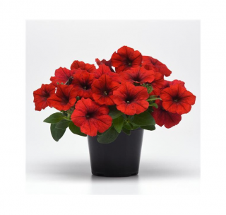 (п.ф.) Петуния E3 Изи Вейв Ред F1, 3