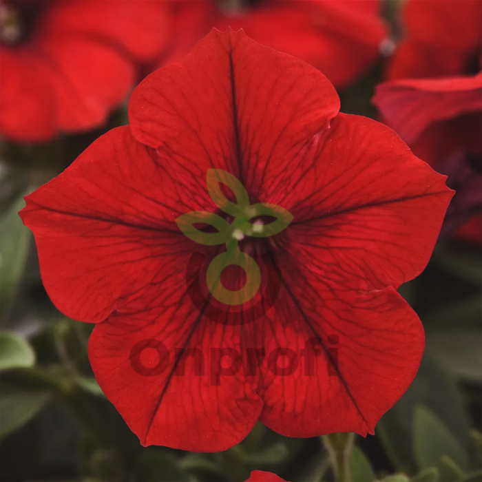 (п.ф.) Петуния E3 Изи Вейв Ред F1, 3