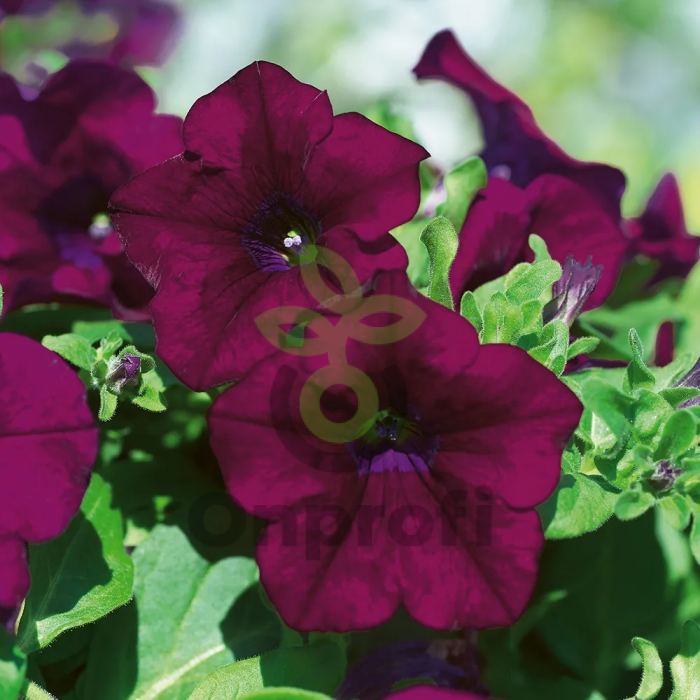 (п.ф.) Петуния Суперкаскад Бургунди, 1000 шт (№9-4-95)