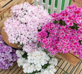 (п.ф.) Годеция Сатин Микс F1, 1000 шт (№6-483)