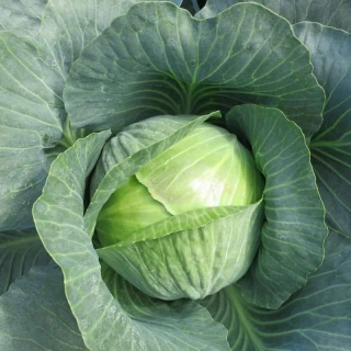 Капуста белокочанная Гальватрон F1,